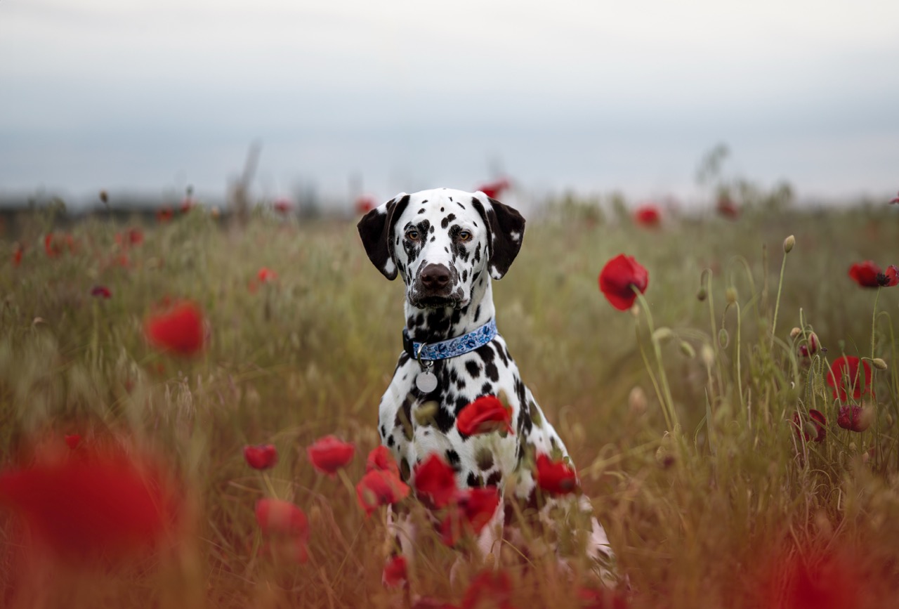 Pes v kvetinovom poli – fotografia 8 | Redhead with Spots