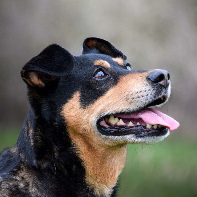 Dog photos